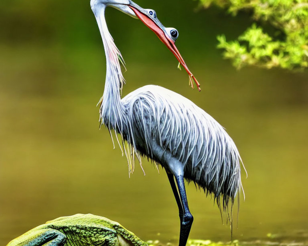 White cranes with red and black markings in courtship dance among lush greenery