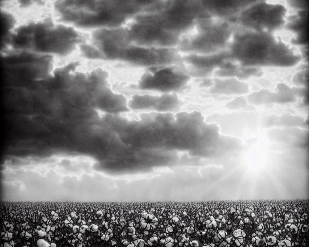 Monochrome photo of vast cotton field under dramatic sky