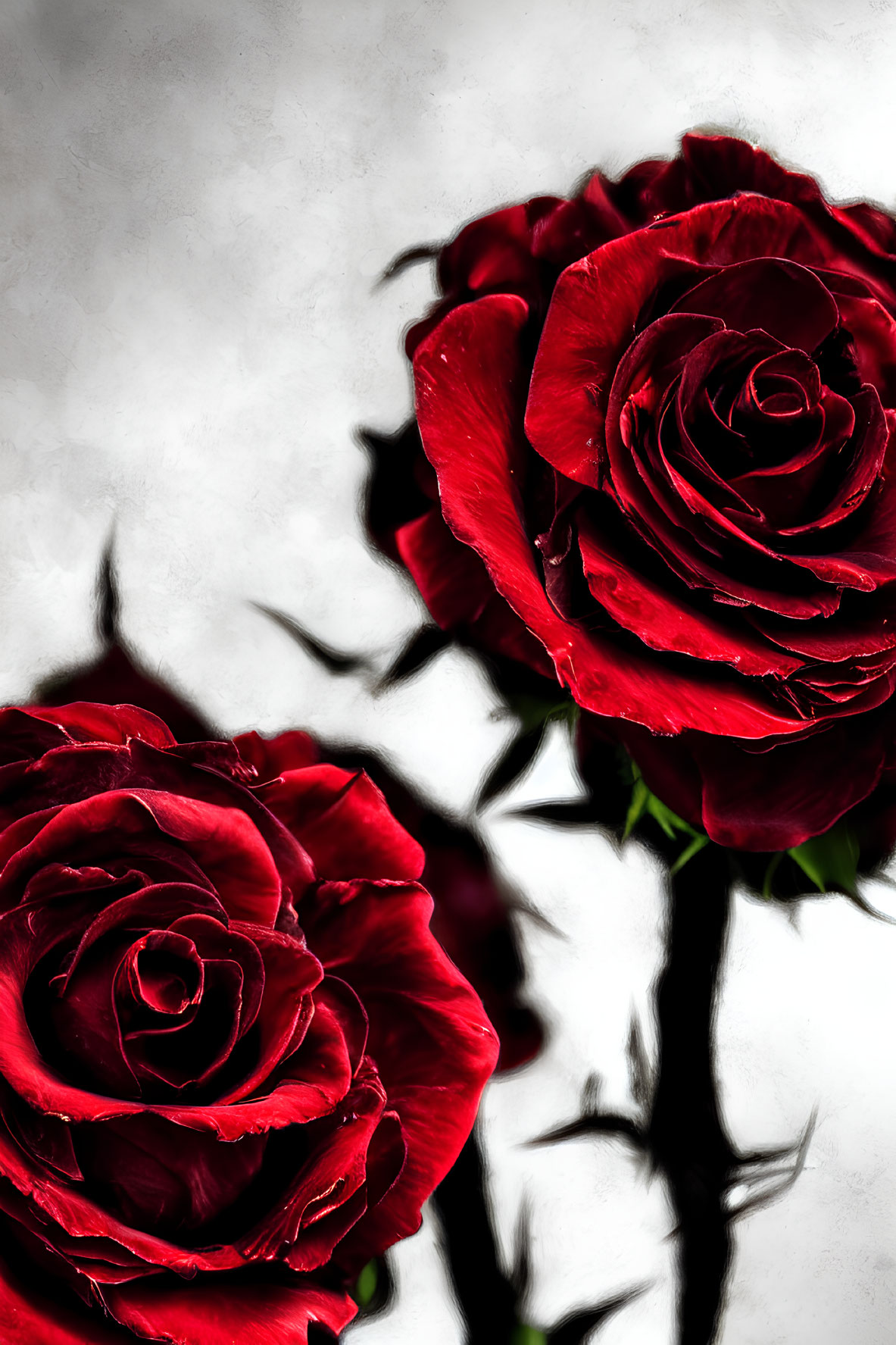 Vibrant red roses with petals and thorns on grey background