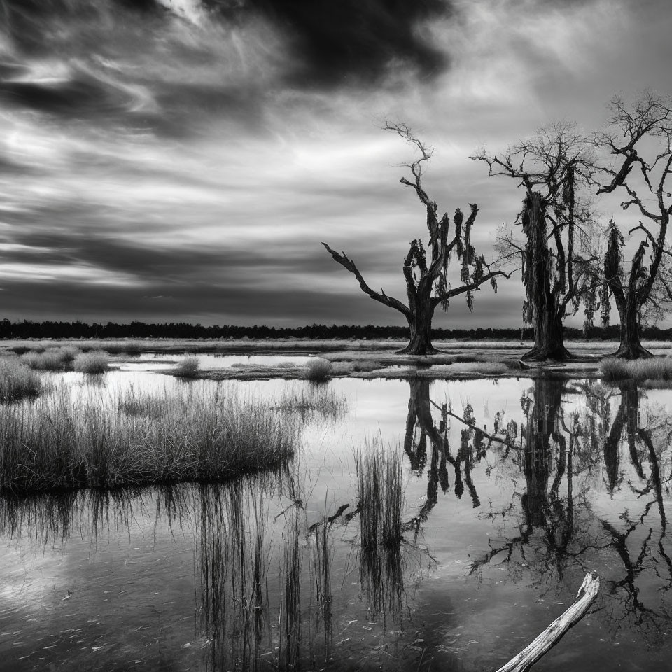 Monochrome landscape with gnarled trees reflected in water