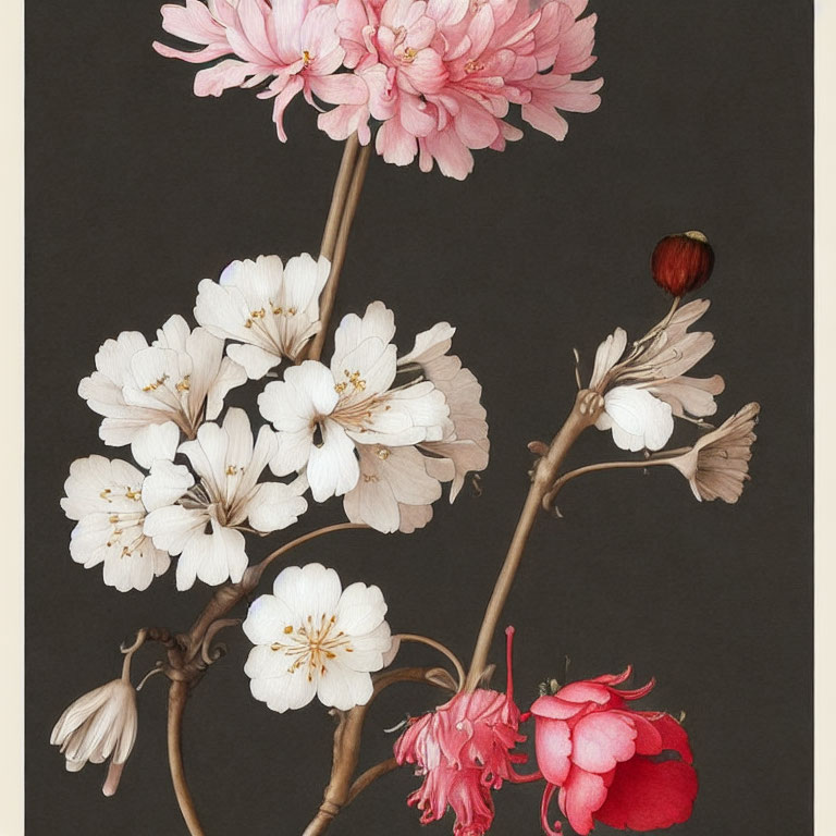 Pink and White Cherry Blossoms on Dark Background