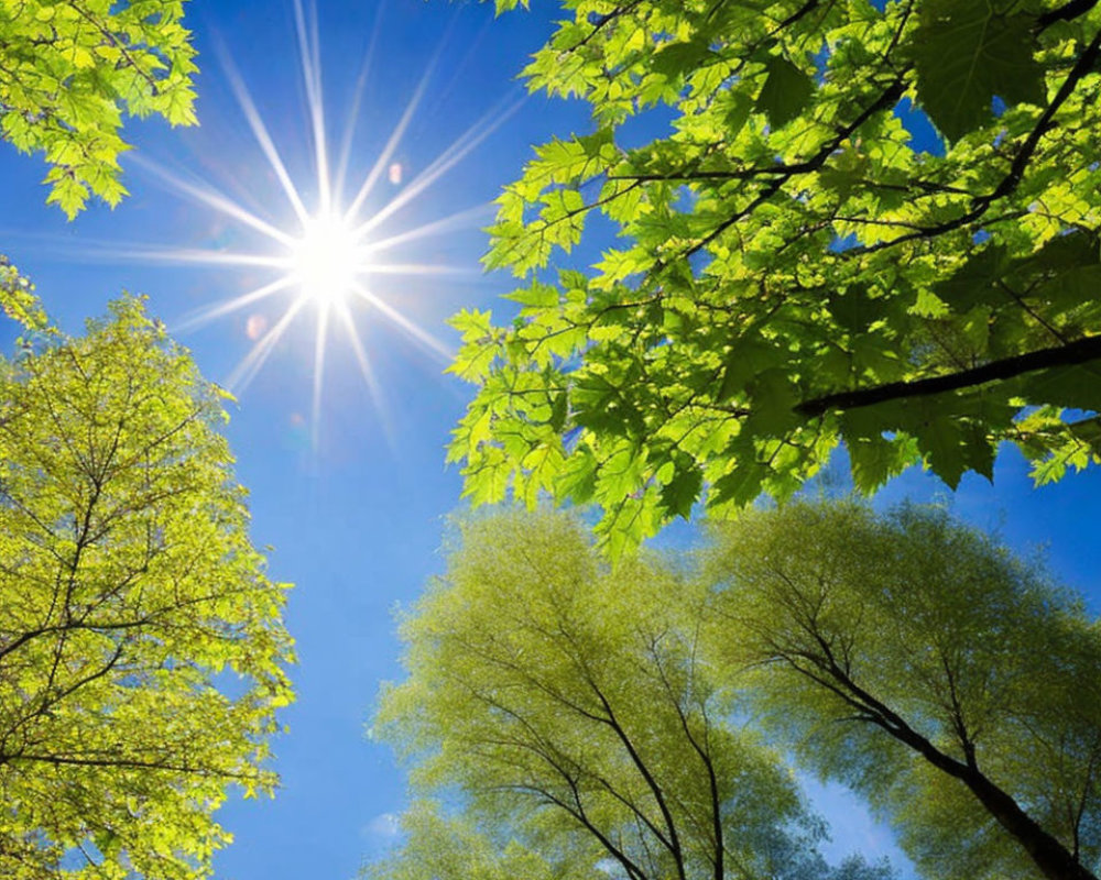 Bright sun shining through vibrant green leaves under blue sky.