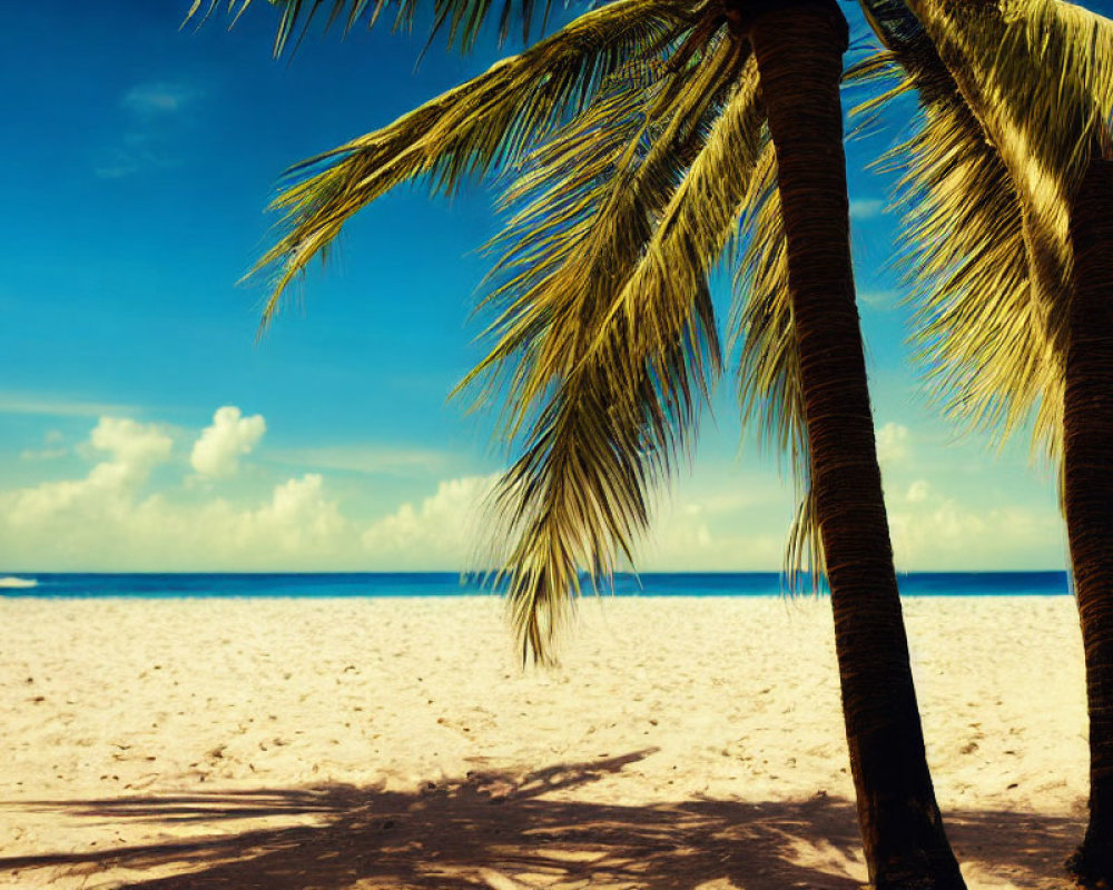 Sunny beach scene with two palm trees and clear blue sky