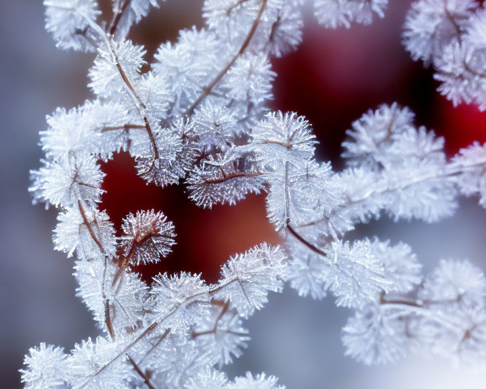 Delicate frost crystals on thin branches with red and blue backdrop