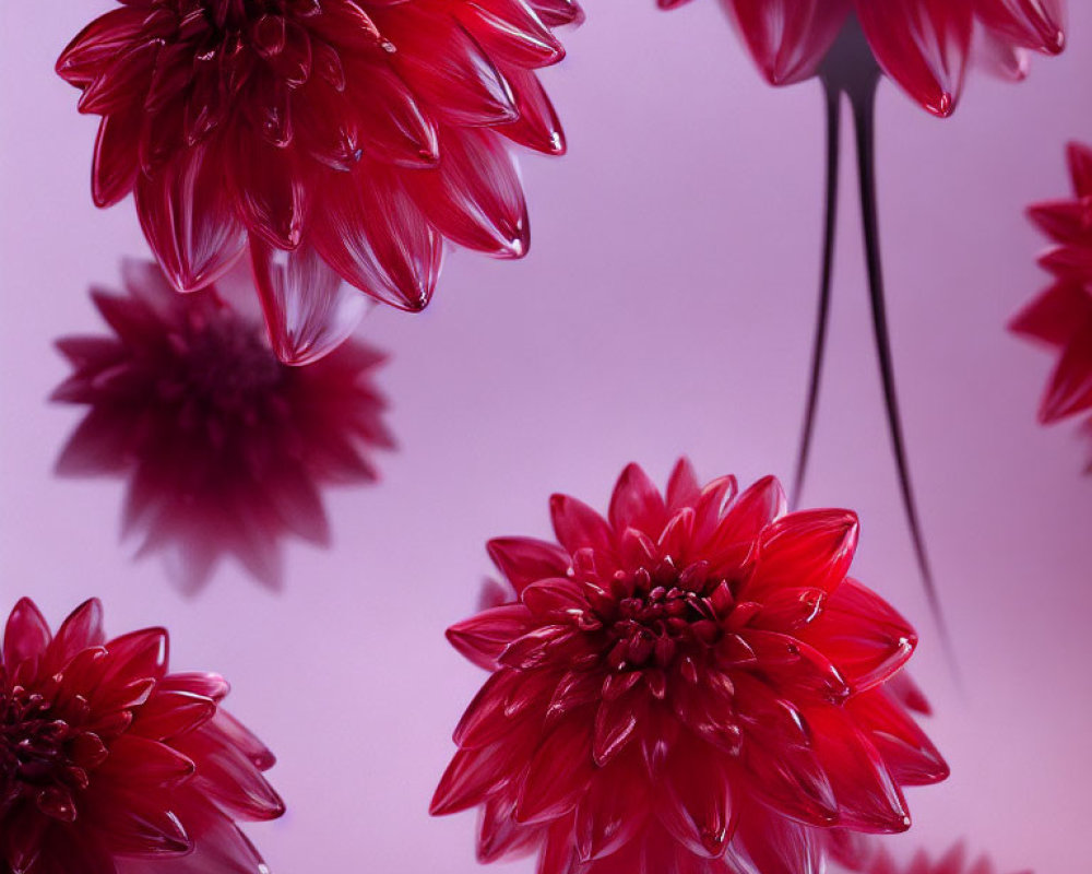 Red Dahlia Flowers Symmetrical Pattern on Pink Background