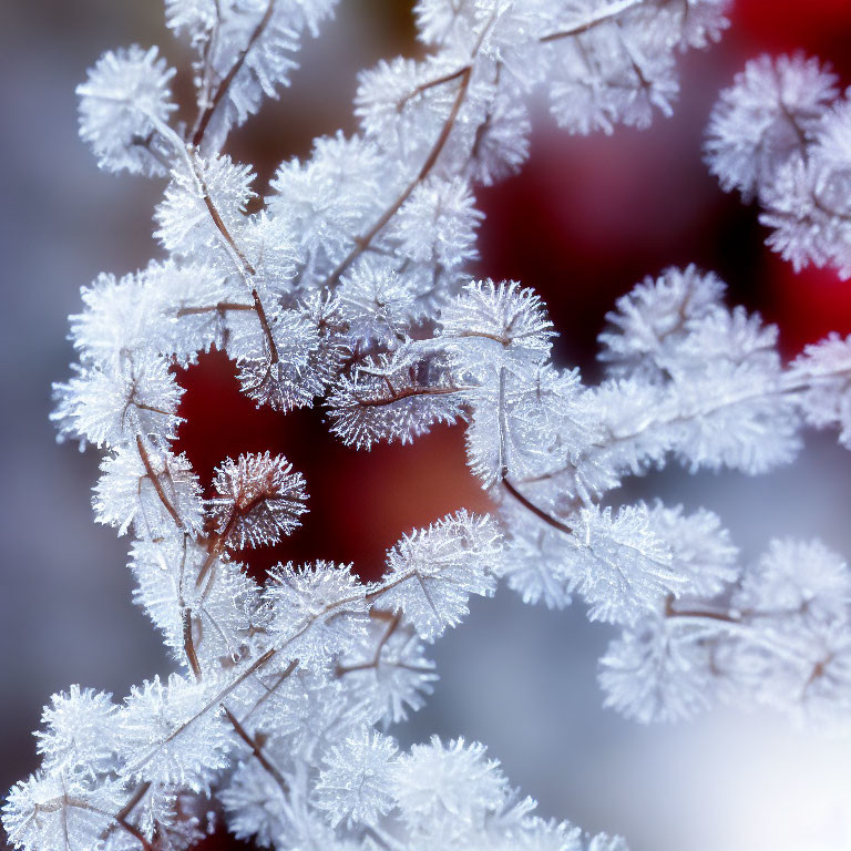 Delicate frost crystals on thin branches with red and blue backdrop