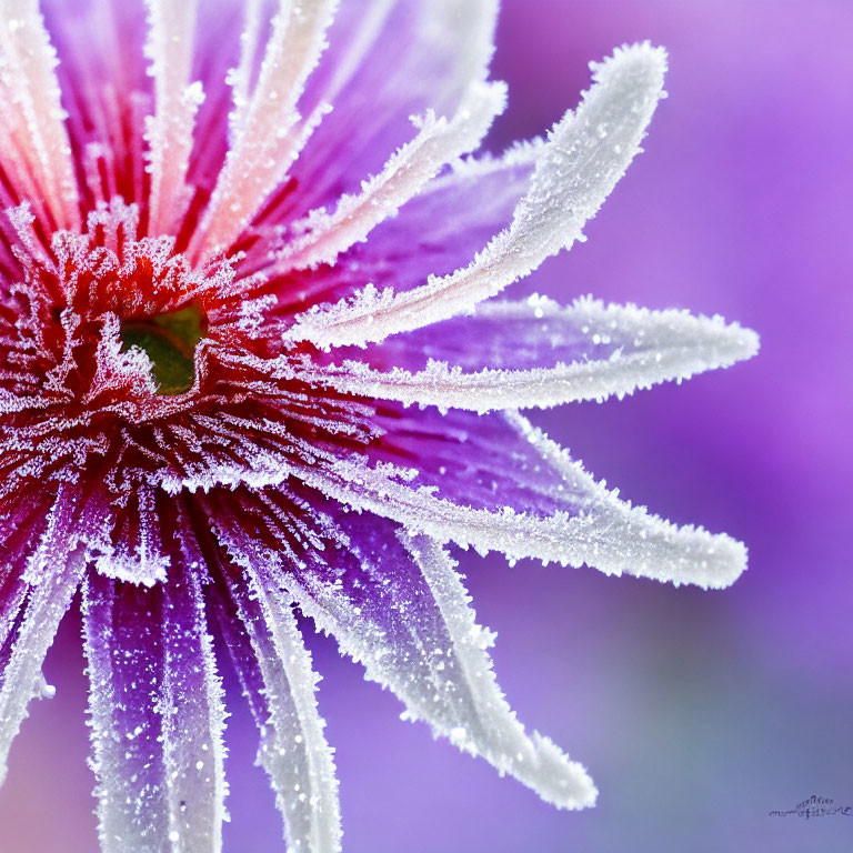 Frost-covered purple flower with ice crystals on petals