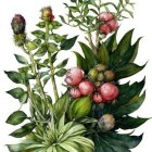 Botanical illustration of green, pink, and purple plants on white background