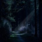 Enchanting Night Forest with Tall Trees and Firefly Lights