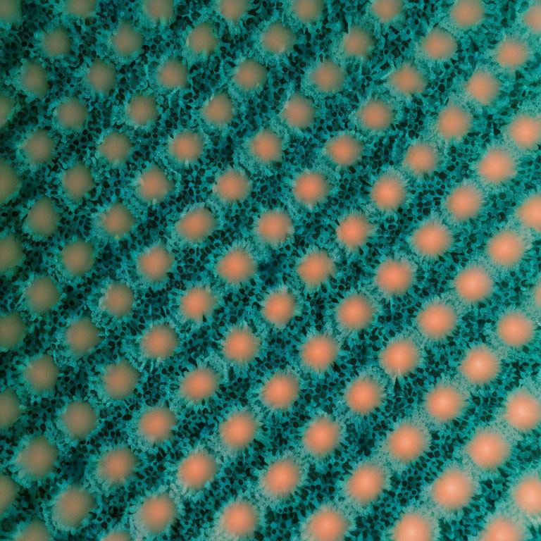 Sea sponge texture with coral-like pores in turquoise and orange hues