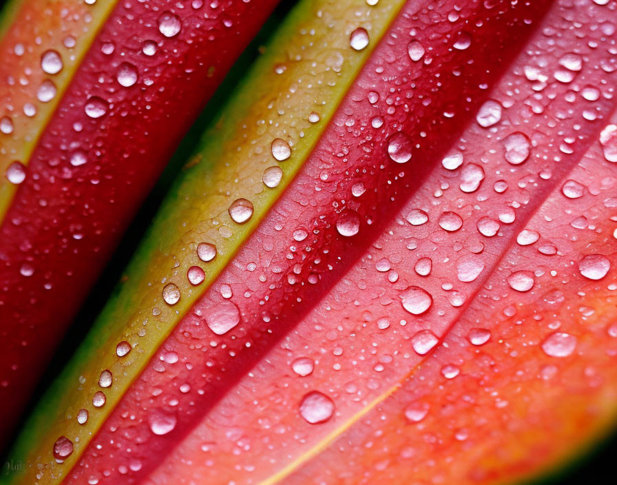 Vibrant multicolored plant leaves with water droplets in close-up