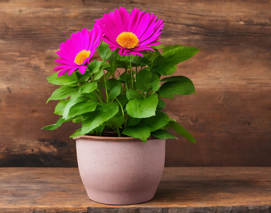 Vibrant pink daisy-like flowers on potted plant with green leaves on rustic wooden background