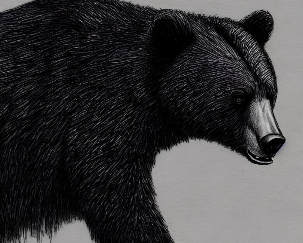 Detailed Black and White Bear Profile Illustration with Textured Fur on Grey Background