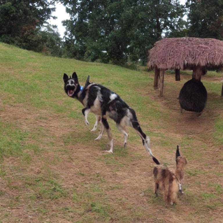 Black and white dog with blue ball running on grass with small thatched structure and brown dog