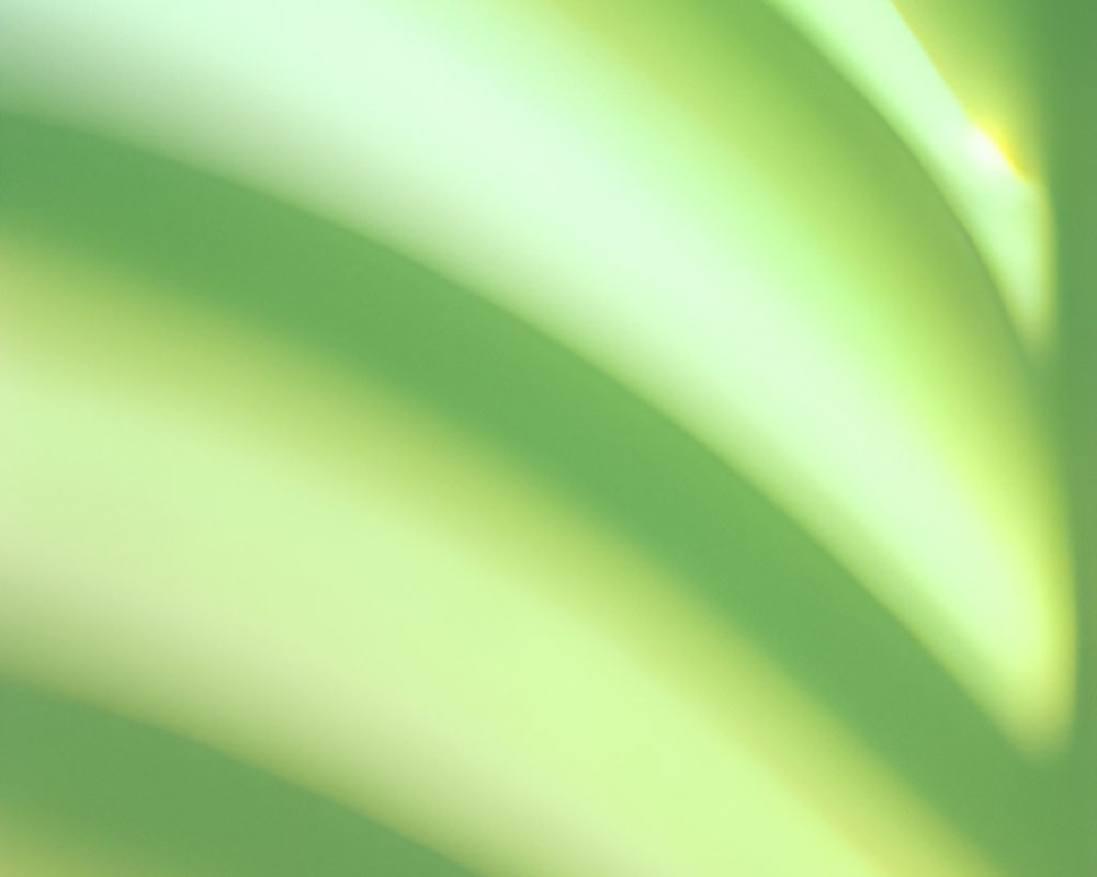 Green plant leaves in soft focus with sunlight creating dreamy gradient of light and shadow