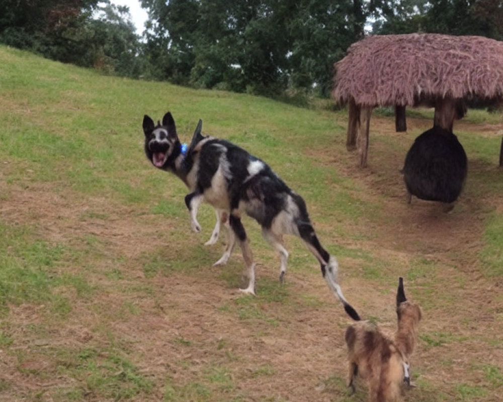 Black and white dog with blue ball running on grass with small thatched structure and brown dog