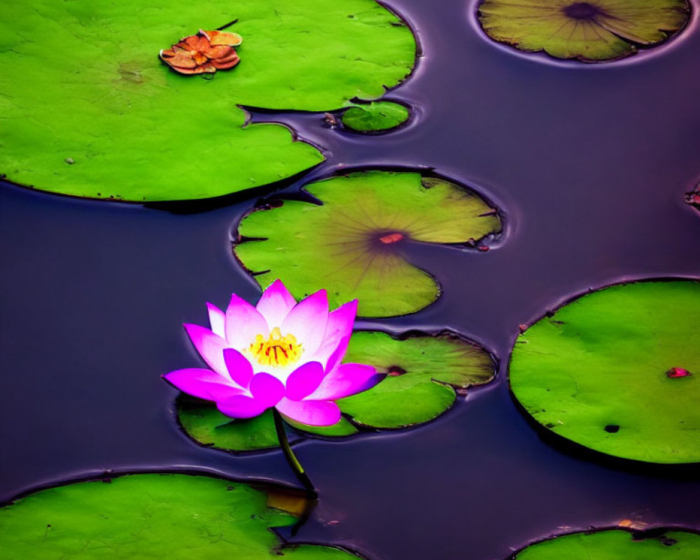 Pink water lily blooming among green lily pads on calm water