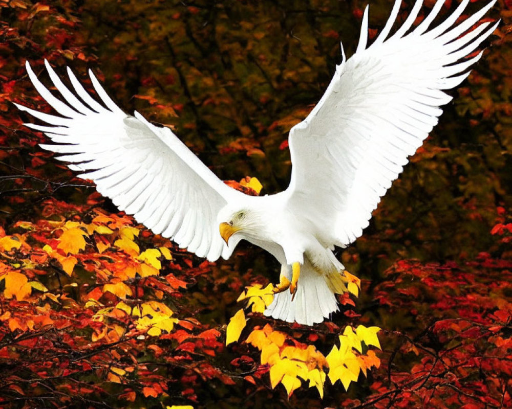 Majestic bald eagle flying amidst vibrant autumn leaves