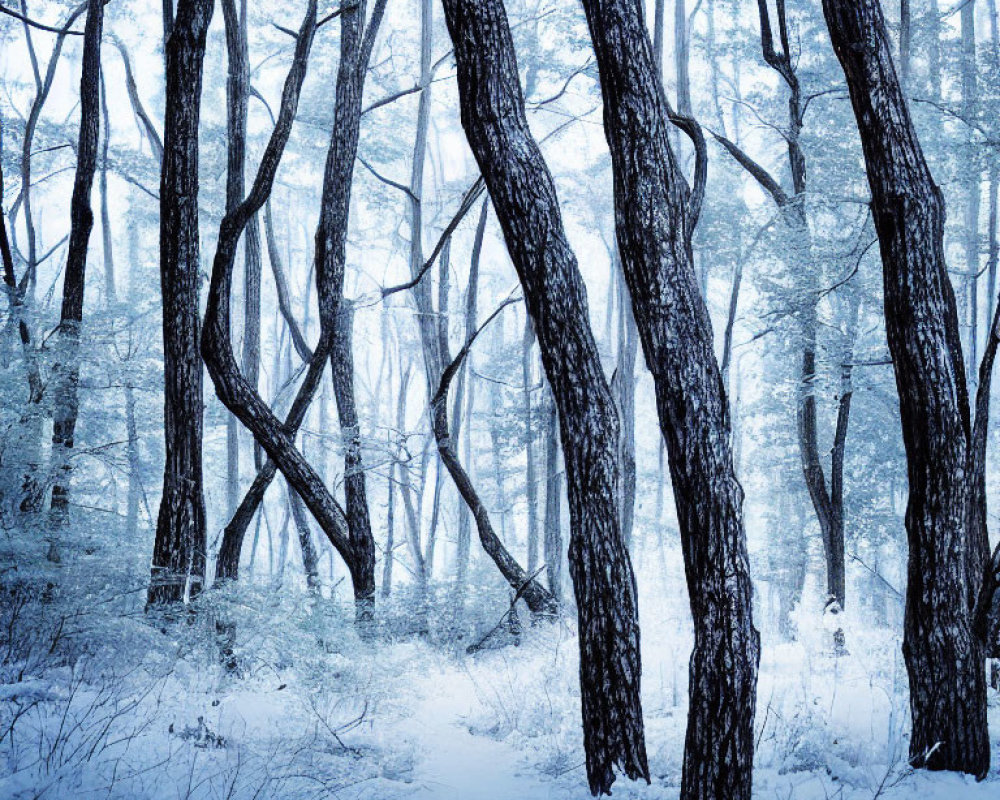 Snow-covered path through dense winter forest with slender trees.