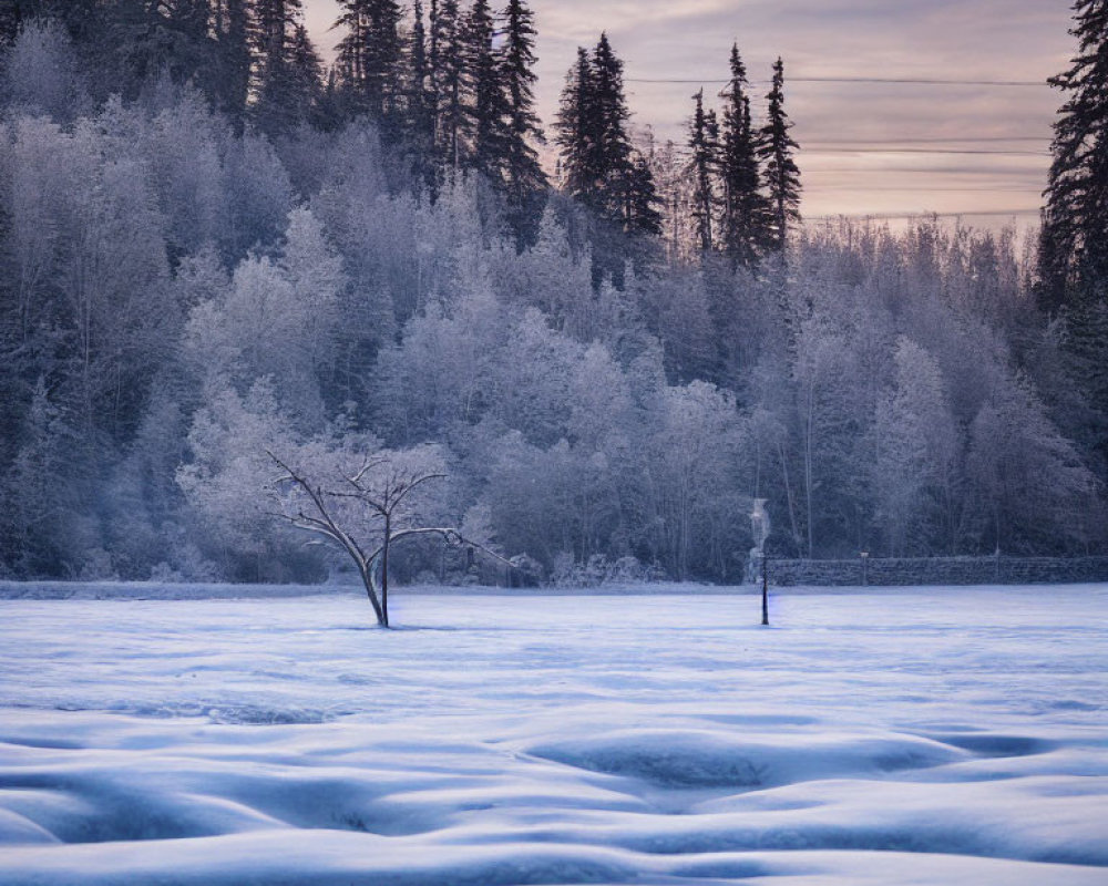 Twilight snow-covered landscape with undulating terrain and sparse trees