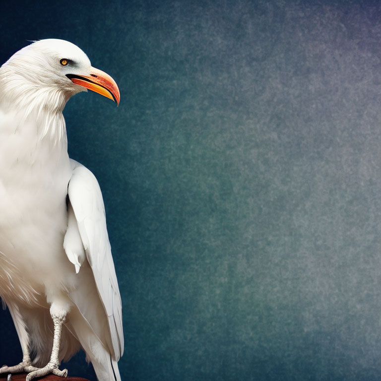 White Eagle with Orange Beak on Blue-Grey Background