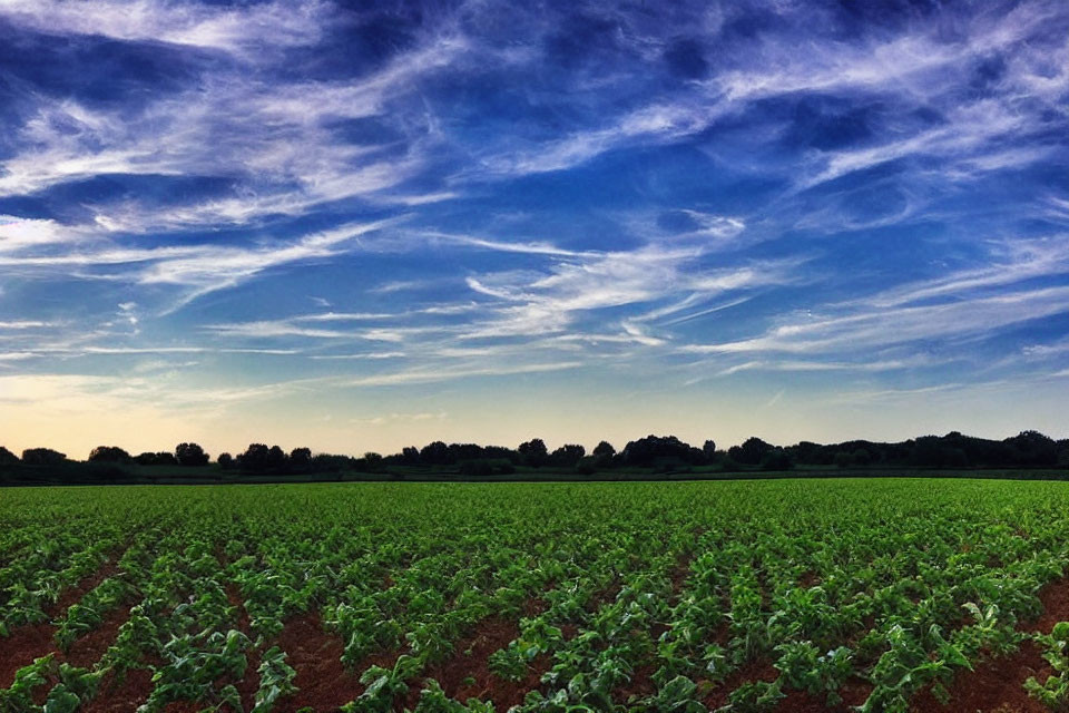 Lush Green Crop Field Under Clear Blue Sky