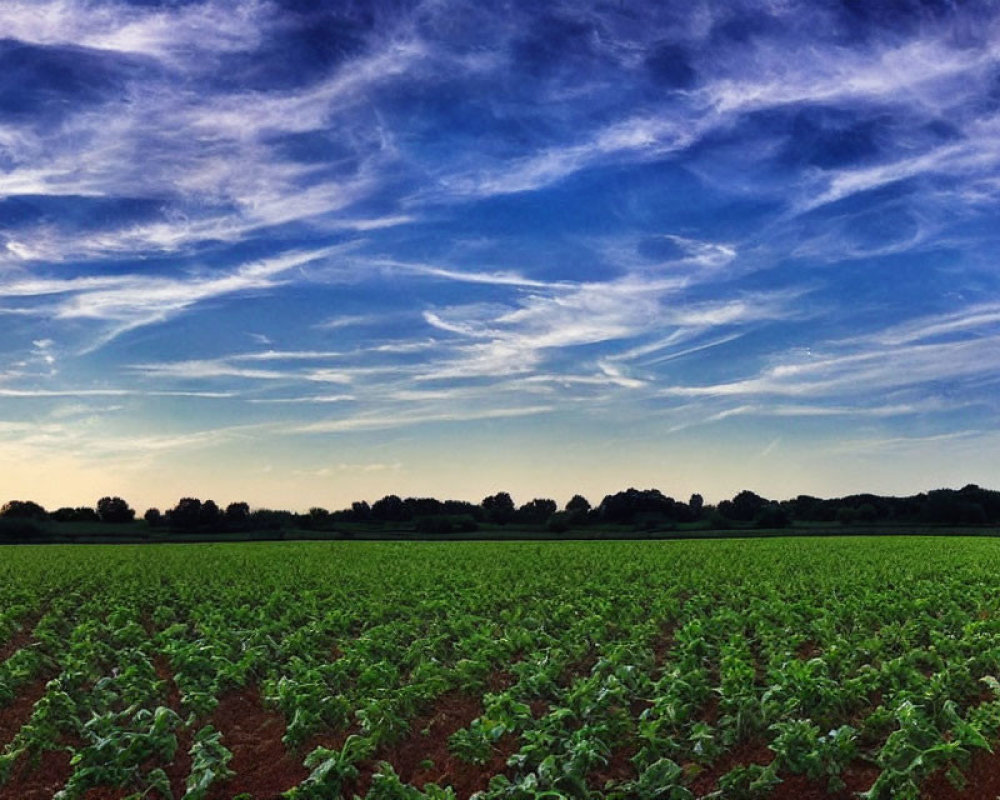 Lush Green Crop Field Under Clear Blue Sky