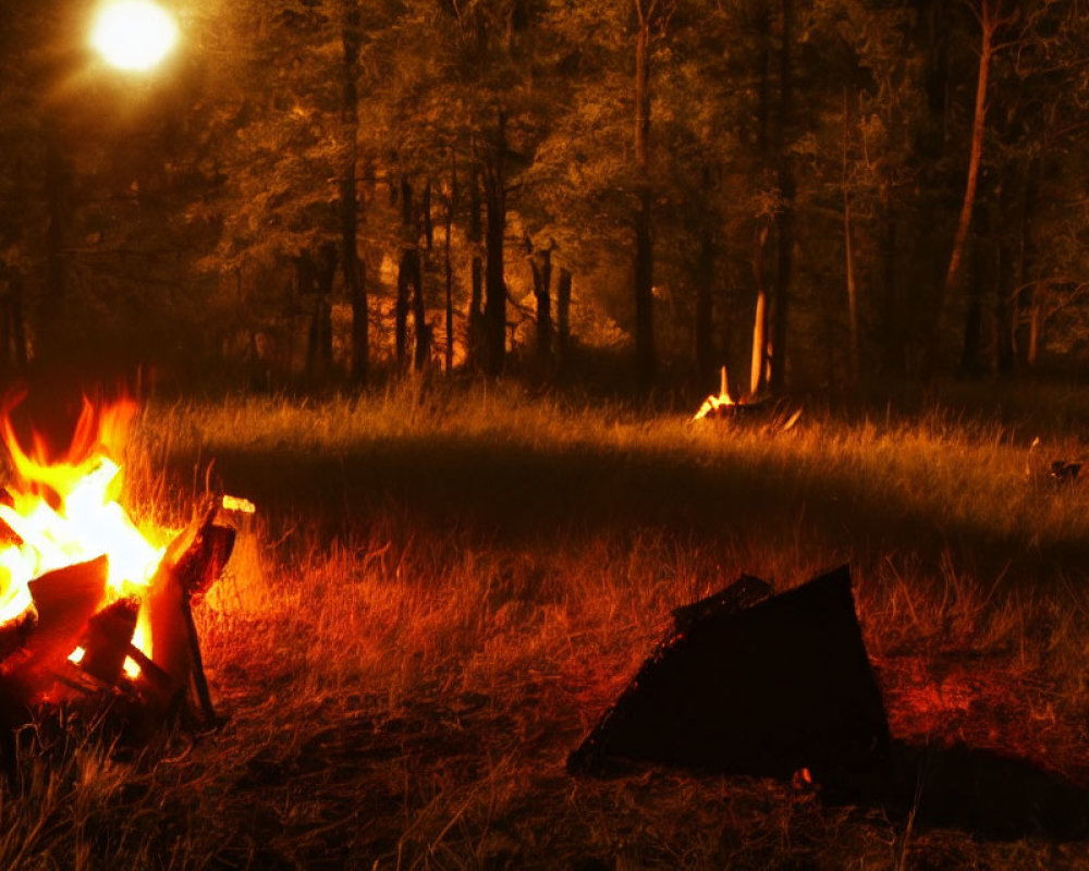 Nighttime forest scene with glowing campfire and illuminated trees