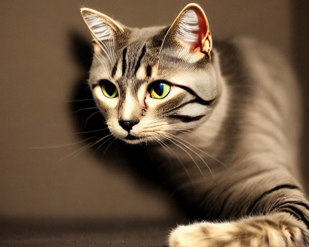 Silver Tabby Cat with Green Eyes Crouching and Gazing Sideways