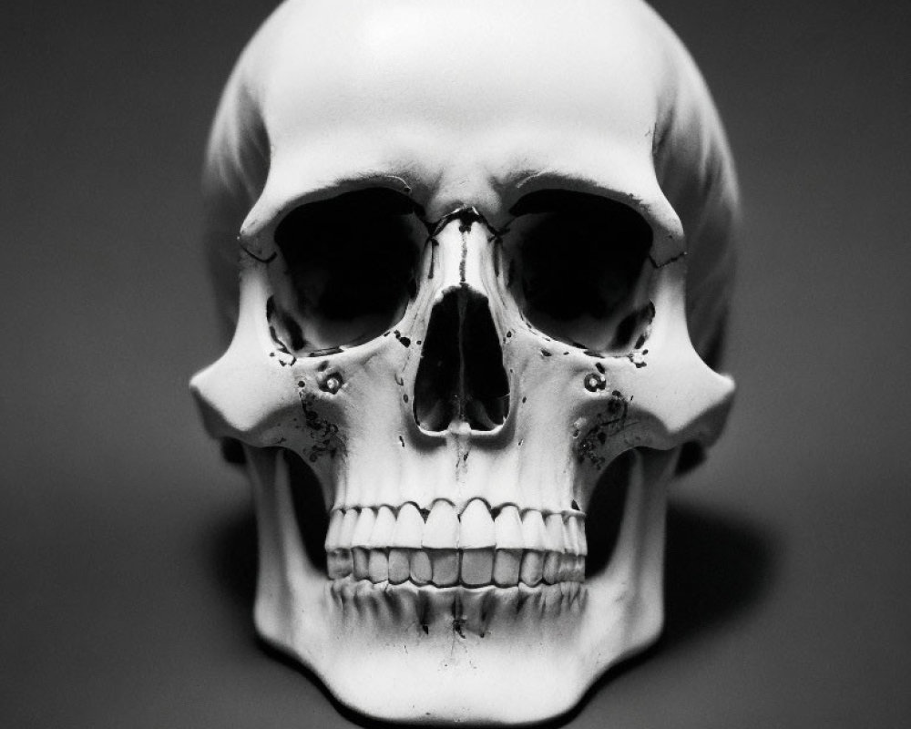 Detailed Human Skull Anatomy on Gray Background