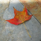 Vibrant red maple leaf on textured surface with blue, green, and amber gradient