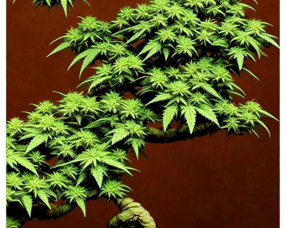 Bonsai-style cannabis plant with twisted trunk and lush foliage