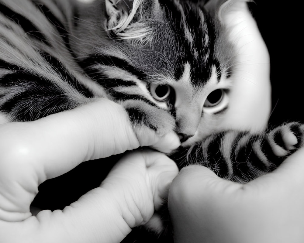 Monochrome close-up of striped kitten biting finger gently