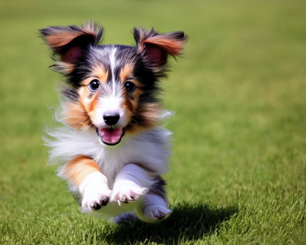 Fluffy-eared tricolor puppy playing on green lawn