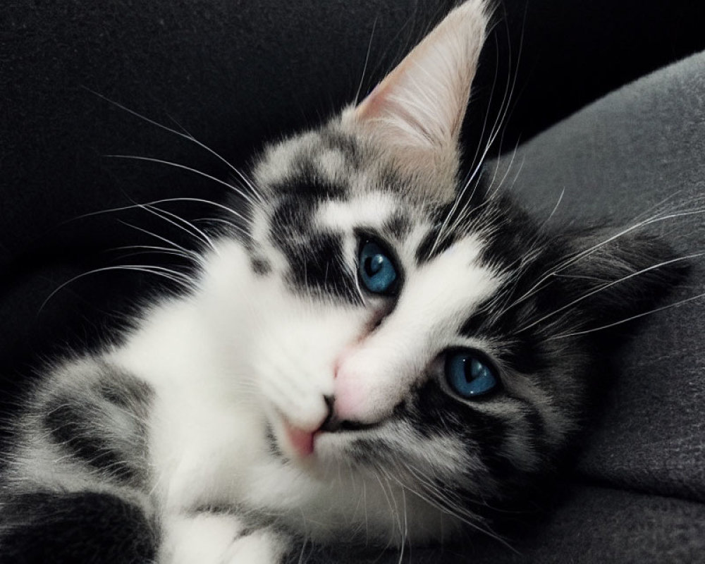 Black and White Kitten with Blue Eyes on Grey Fabric Surface