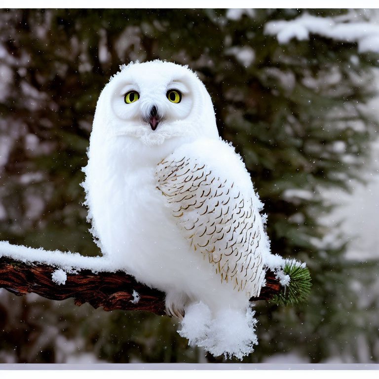 Snowy Owl Perched on Snowy Branch with Falling Snowflakes