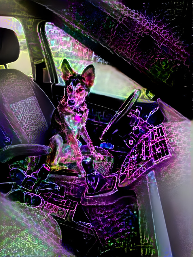 Puppy dog in car