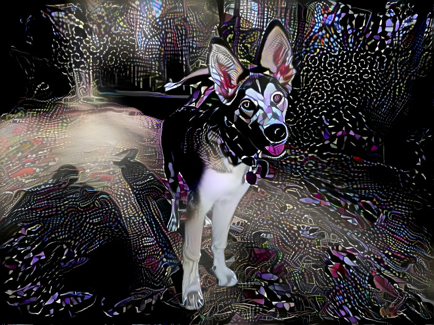Cute puppy dog on psychedelics