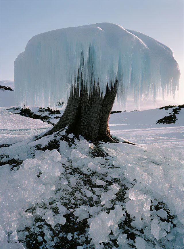 Icy Canopy Tree with Stalactite-like Formations in Snowy Landscape