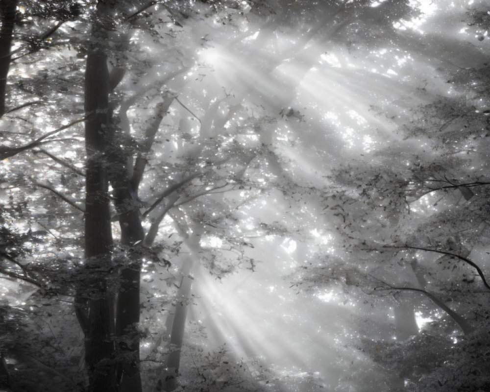 Misty forest with sunlight streaming through trees