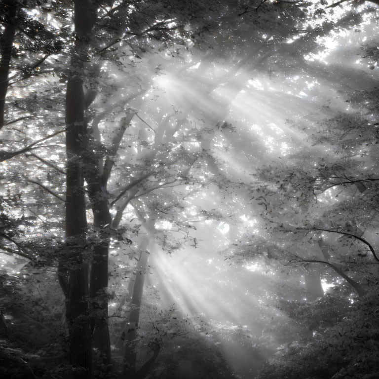 Misty forest with sunlight streaming through trees