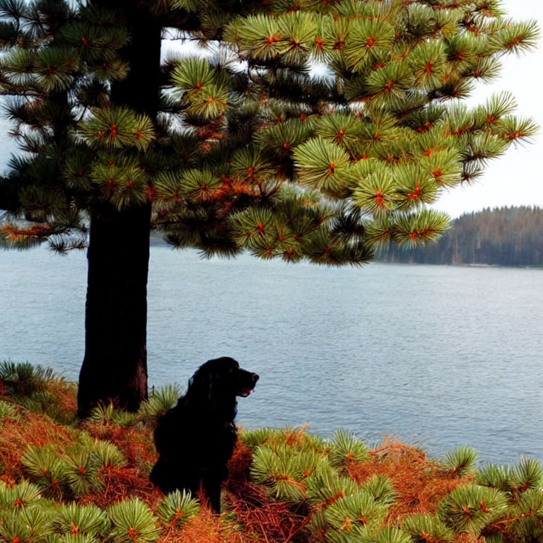 Black Dog Resting Under Pine Tree by Serene Lake
