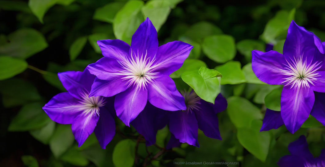 Vibrant Purple Clematis Flowers with White Centers and Lush Green Foliage