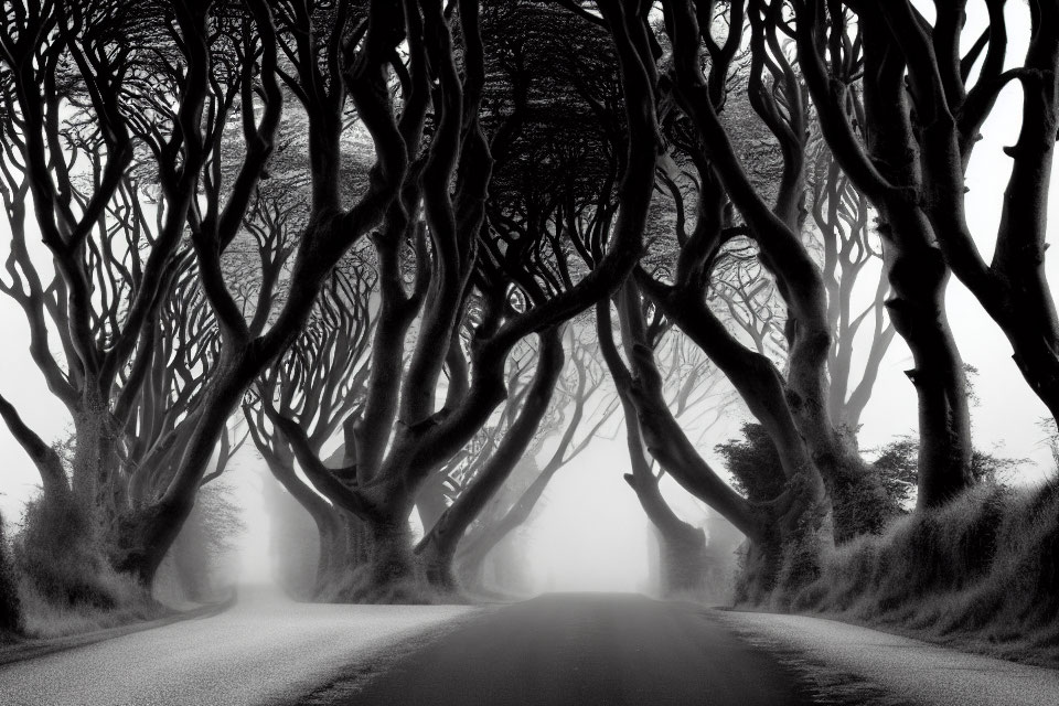 Monochromatic misty road with twisted tree archway