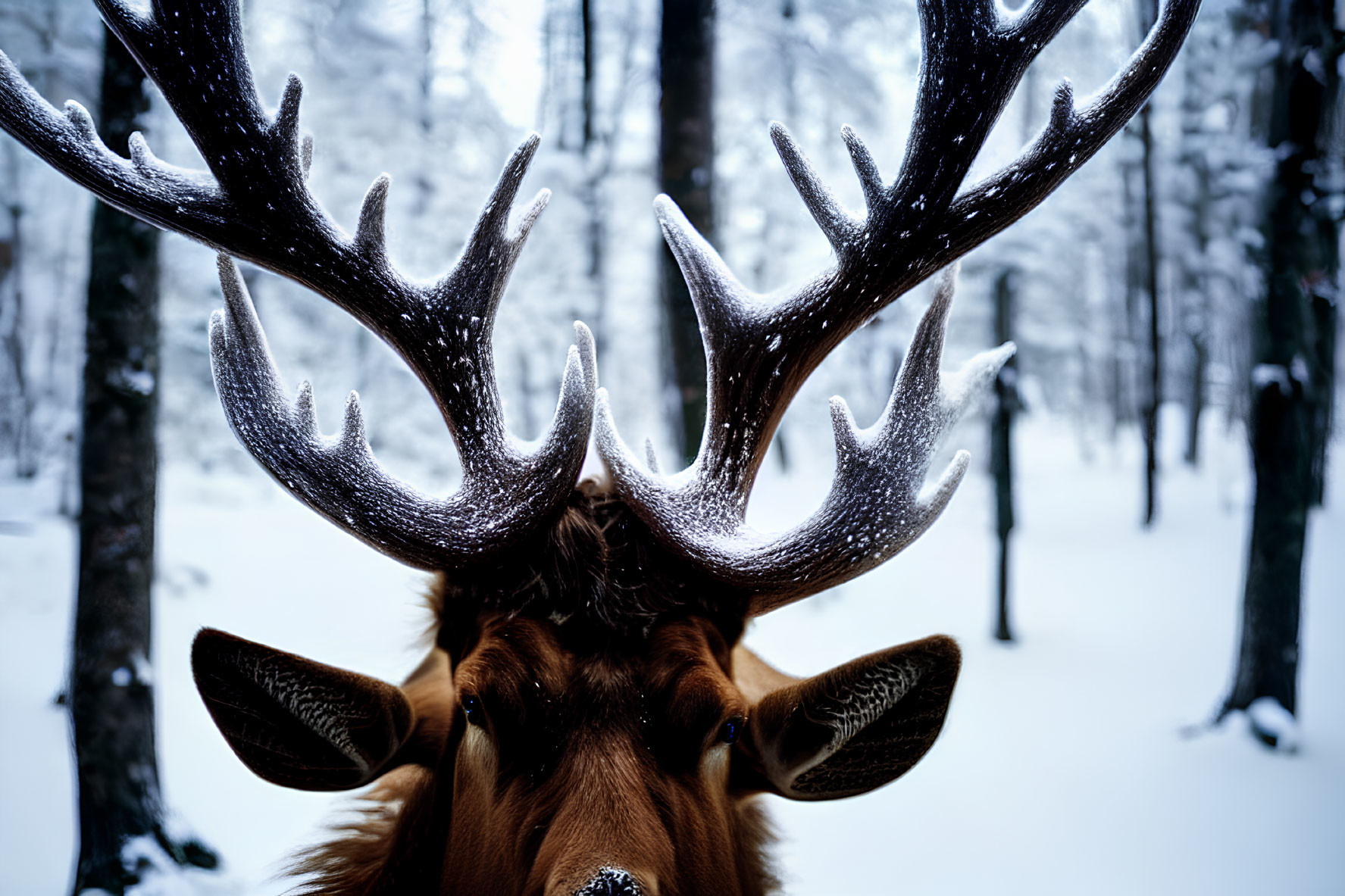 Majestic elk antlers covered in snow in snowy forest.