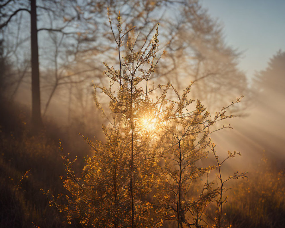 Morning Mist Illuminated by Sunrise in Tranquil Forest