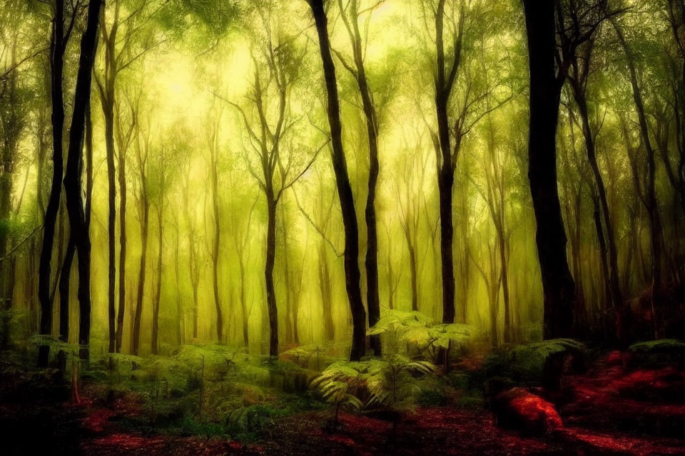 Tranquil misty forest with tall slender trees and greenish-yellow light filtering through canopy.