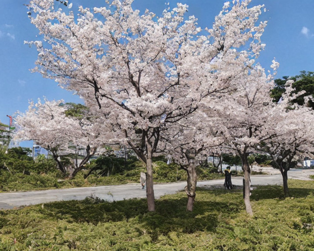 Urban park scene with blooming cherry blossom trees and clear blue sky