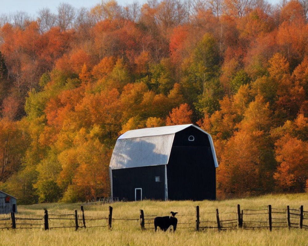 Rural landscape with black barn, shed, cow, and autumn trees