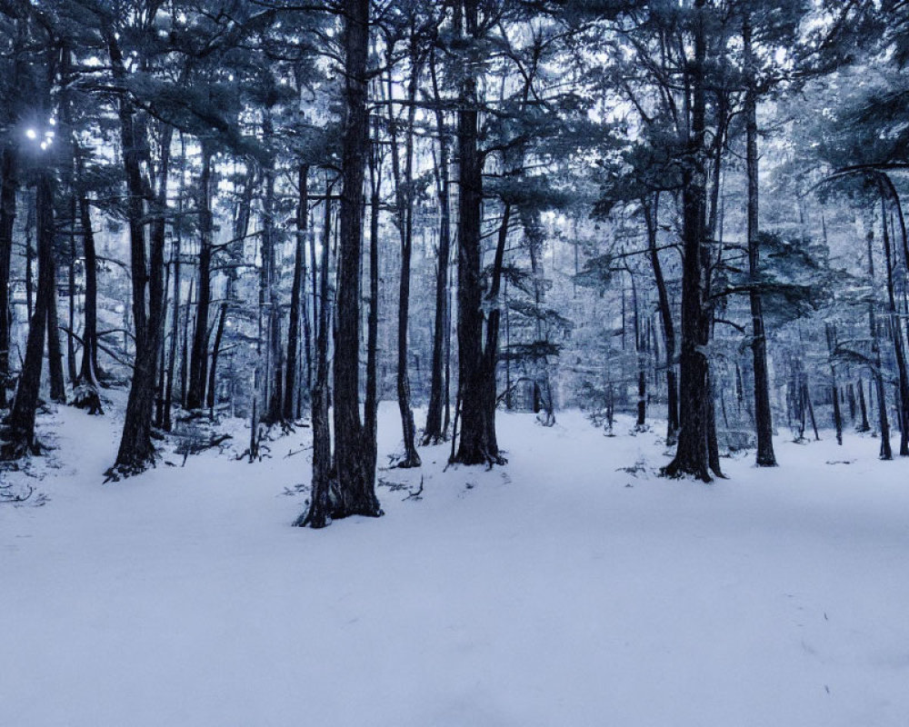 Snowy forest at twilight with tall trees and sunlight peeking through